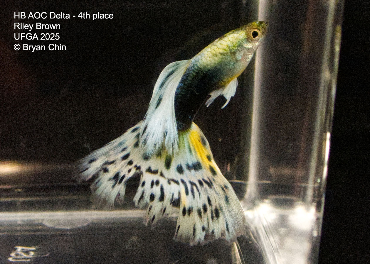 Guppy HB Bicolor